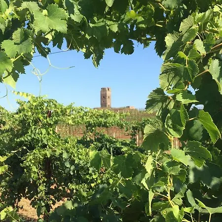 Il Casale Degli Ulivi - - Tenimenti Leone Lanuvio