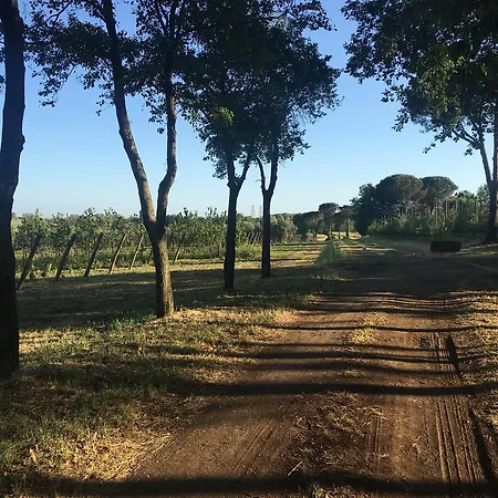 Farma Il Casale Degli Ulivi - - Tenimenti Leone