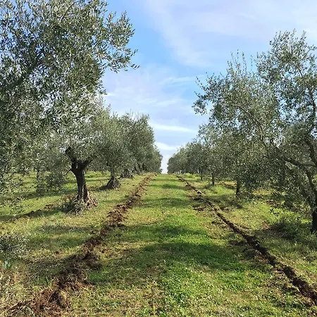 Il Casale Degli Ulivi - - Tenimenti Leone