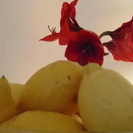 Farma Il Casale Degli Ulivi - - Tenimenti Leone